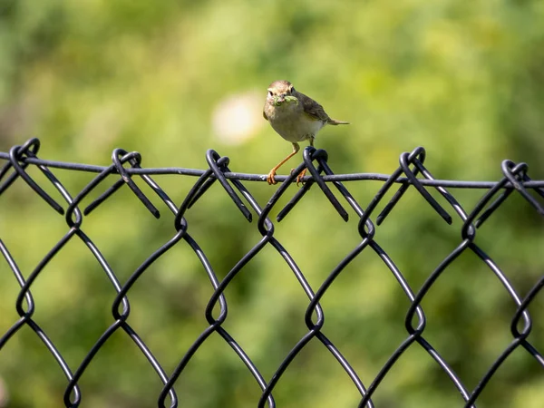 Yellowhammer sitting on fence — Stock Photo, Image