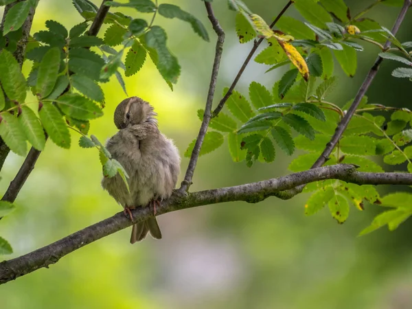 Gorrión sentado en la rama del árbol — Foto de Stock