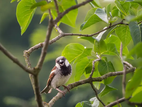 Sparrow sitting on tree branch — Stock Photo, Image