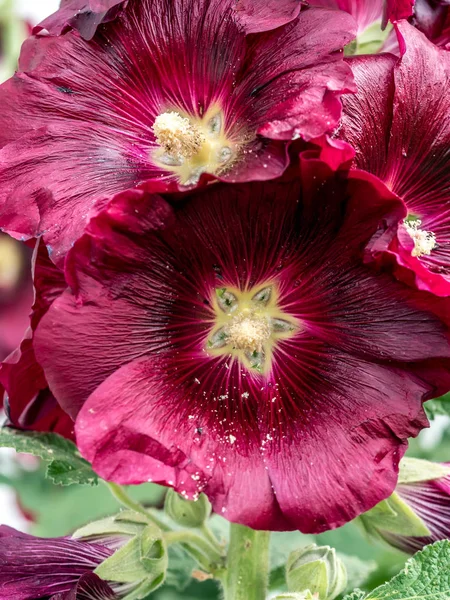 Closeup of purple lollyhocks — Stock Photo, Image