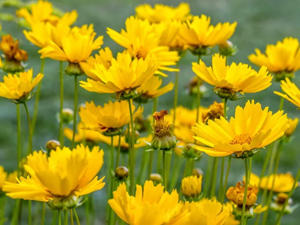 Coreopsis grandiflora flores —  Fotos de Stock