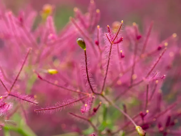 Цветущее дымовое дерево — стоковое фото