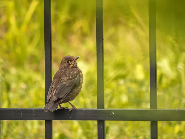 Blackbird sitting on metal fence — Stock Photo, Image