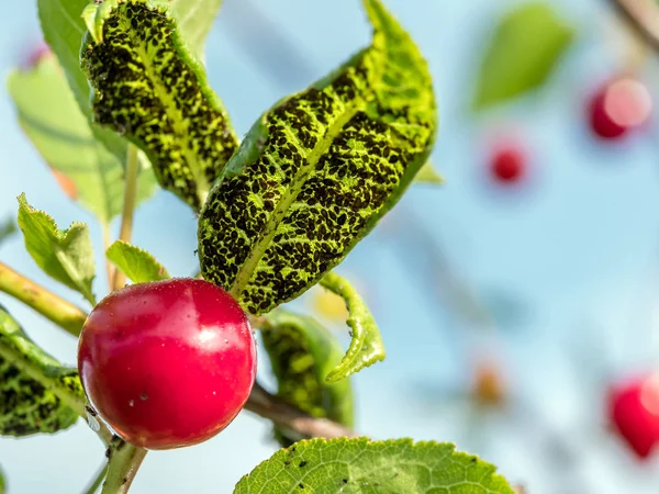 Ciliegio con colonia di afidoidea — Foto Stock