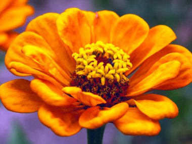 Turuncu zinnia çiçeği