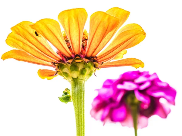 Orange zinnia flower — Stock Photo, Image