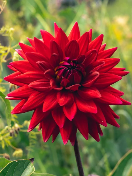 Cabeça de flor de dália vermelha escura — Fotografia de Stock