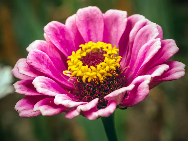 Pembe zinnia çiçeği — Stok fotoğraf