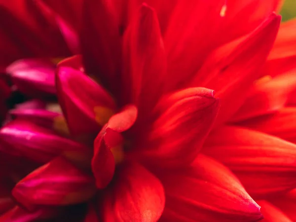 Cabeza de flor de dalia roja oscura — Foto de Stock