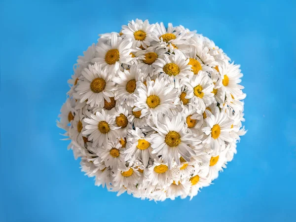 Little planet daisies — Stock Photo, Image