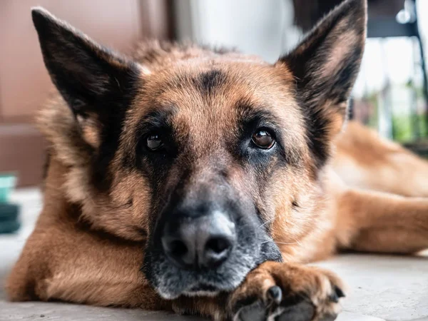 German Shepherd posing — Stock Photo, Image