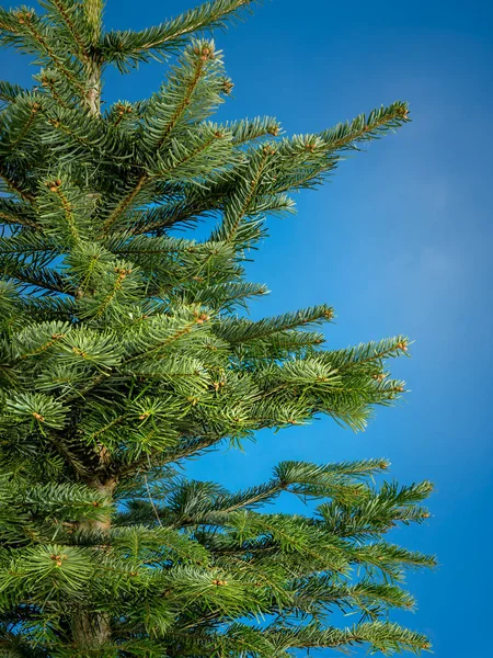 Pohon Natal tanpa dekorasi — Stok Foto