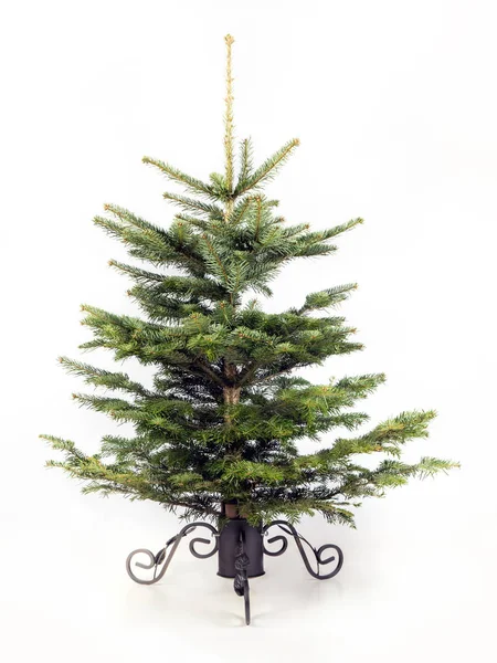 Weihnachtsbaum ungeschmückt — Stockfoto