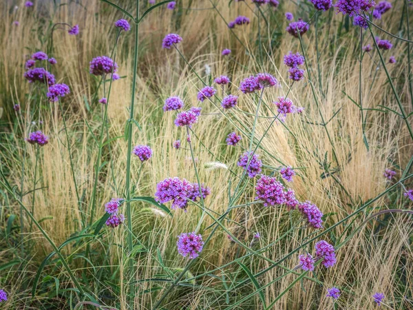 花のベルベナ・ボナリエンシスの花 — ストック写真