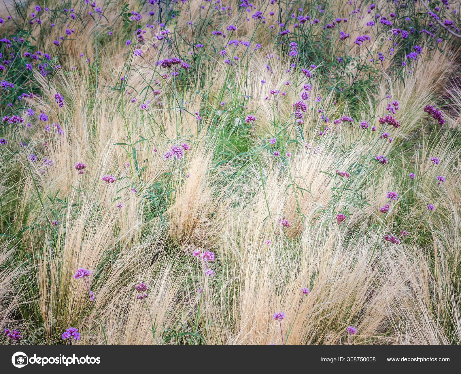 Featured image of post Verbena Bonariensis Flor : Great savings &amp; free delivery / collection on many items.