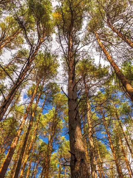 Pine trees shot upwards — Stock Photo, Image