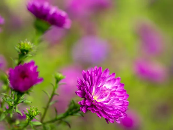 Aster Alpinus blommor — Stockfoto