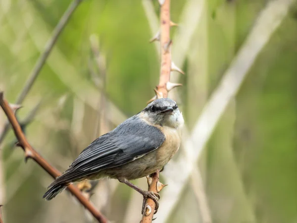 Shot Nuthatch Perching Branch — Stock Photo, Image