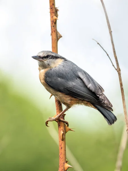 Shot Nuthatch Perching Branch — Stock Photo, Image