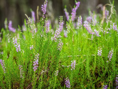 Mor fundalık çiçekleri diyarı - Slowinski Ulusal Parkı, Polonya