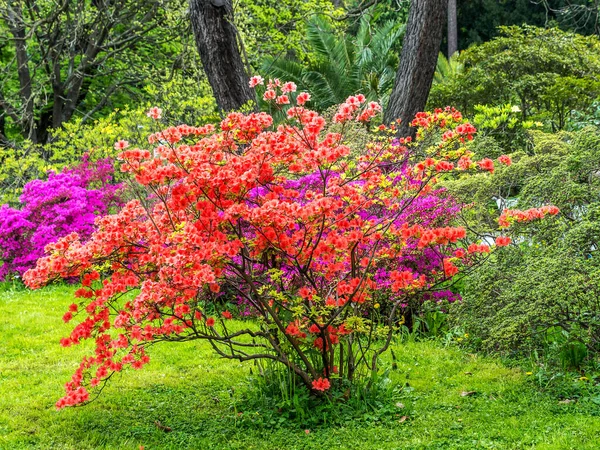 Arbusto Azálea Caduca Vermelho Plena Floração Crescendo Jardim — Fotografia de Stock