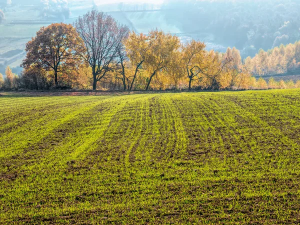 Arable Field Raw Trees Fall Calors Background — Stock Photo, Image