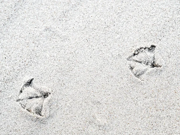 Fiskmåsens Fotspår Sandstranden — Stockfoto