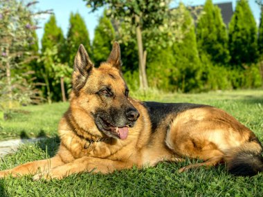 Alman çoban köpeği çimlere uzandı. 