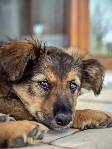 Cute Puppy Dog Posing Camera Laying Floor — Stock Photo, Image