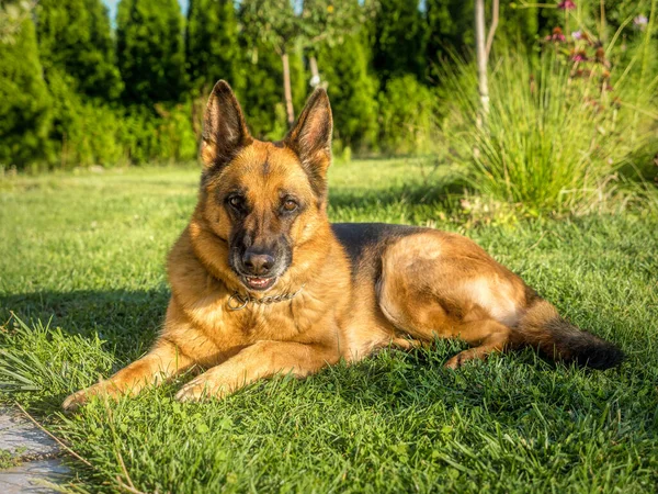 Německý Ovčák Leží Trávě Dívá Kamery — Stock fotografie