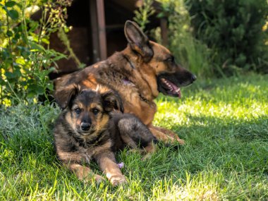 Happy Happy German Shepherd bitch with puppy dog sitting in the grass and looking in the camera