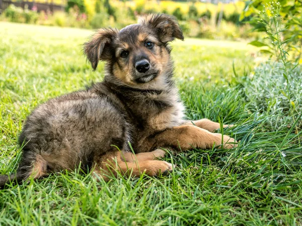 Happy Happy German Shepherd Bitch Puppy Dog Sitting Grass Looking — Fotografia de Stock