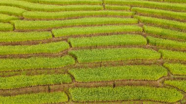 Baan Pa BongPiang, Chiang Mai, Tayland 'daki pirinç tarlalarının güzel manzarası.