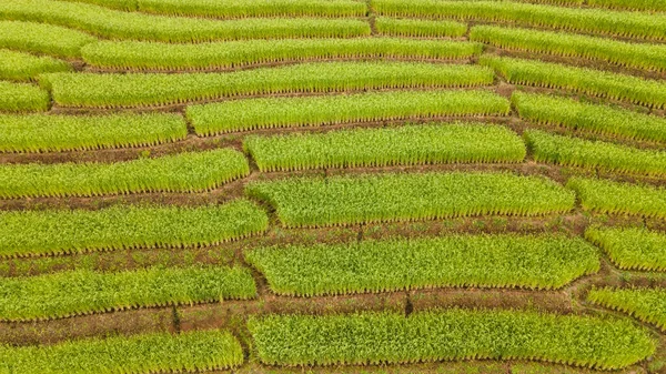Schöne Landschaft Von Reisterrassen Bei Baan Bongpiang Provinz Chiang Mai — Stockfoto