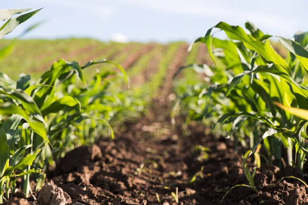 Plant Van Jonge Groene Maïs — Stockfoto