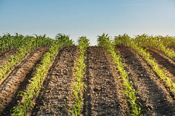 Plant Van Jonge Groene Maïs — Stockfoto