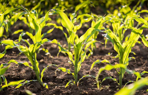 Рослина Молодої Зеленої Кукурудзи — стокове фото