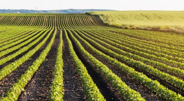 Bahar mevsimi olgunlaşma soya alan