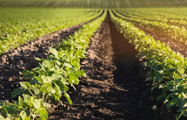 Sojabohnenfeld Reift Zur Frühlingszeit — Stockfoto