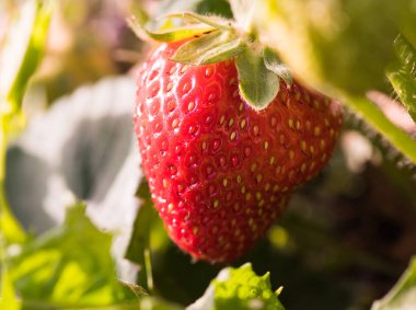 Büyük kırmızı olgun çilek büyüme bahçede