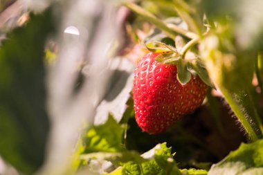 Büyük kırmızı olgun çilek büyüme bahçede
