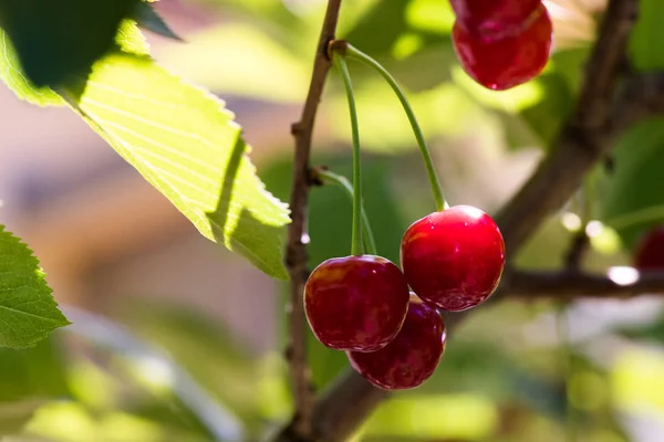 樱桃树上挂着一束成熟的酸樱桃 — 图库照片
