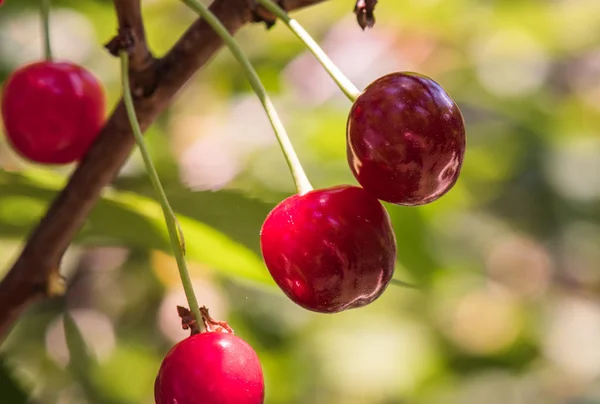 Ein Strauß Reifer Sauerkirschen Hängt Einem Kirschbaum — Stockfoto