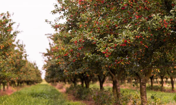 Ripe cherry  orchard fields