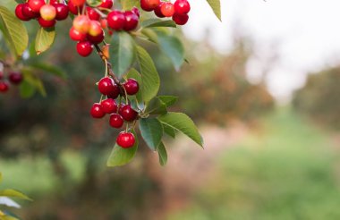 Olgun ekşi kiraz kiraz ağaçta asılı demet