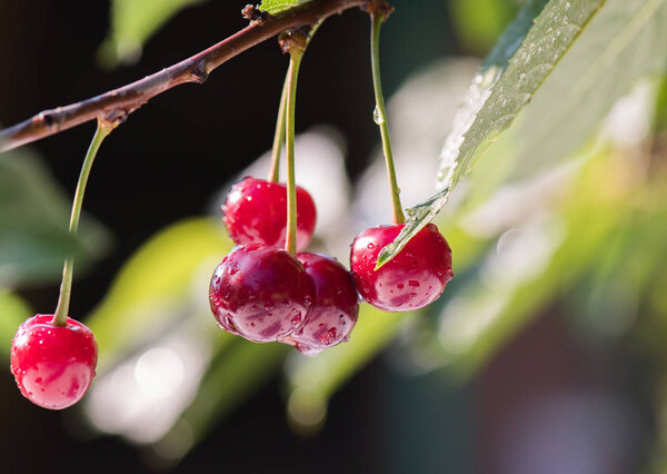 Bunch of ripe sour cherries hanging on a cherry tree
