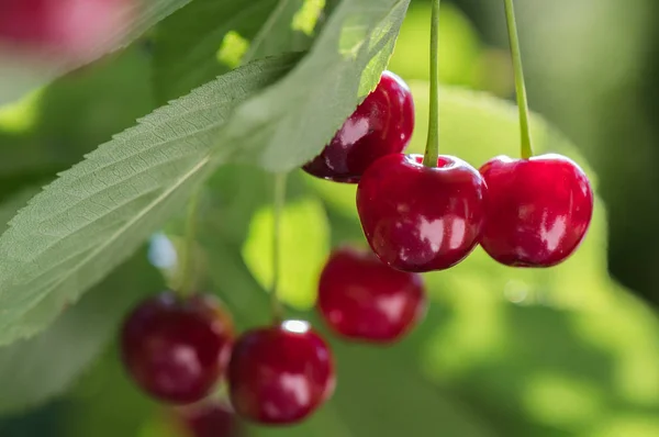 Ramo Cerezas Agrias Maduras Colgando Cerezo — Foto de Stock