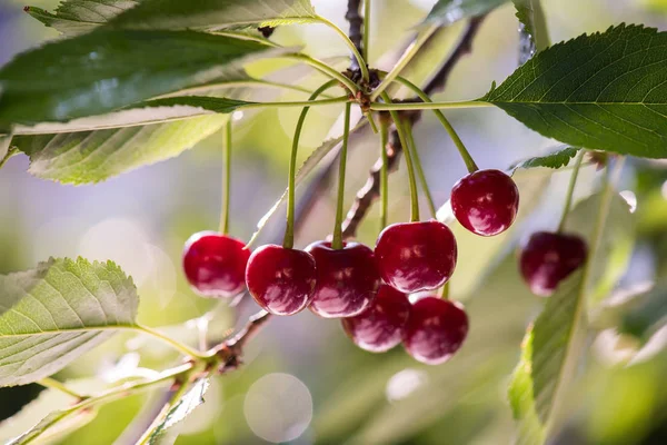 Bunch Ripe Sour Cherries Hanging Cherry Tree Royalty Free Stock Photos