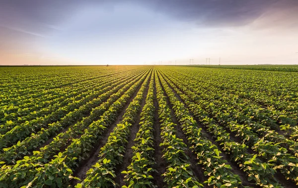 Sojaolja Field Mognad Vårsäsongen — Stockfoto