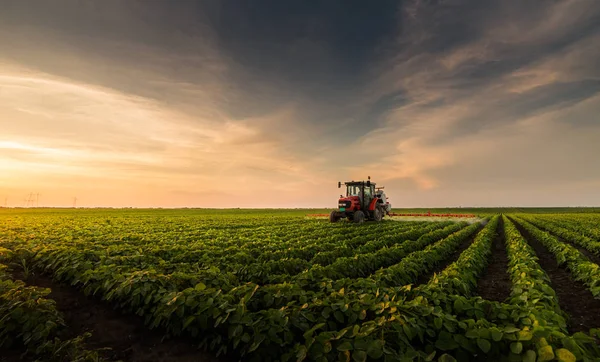 Traktor Versprüht Frühjahr Pestizide Auf Sojabohnenfeld Mit Sprüher — Stockfoto